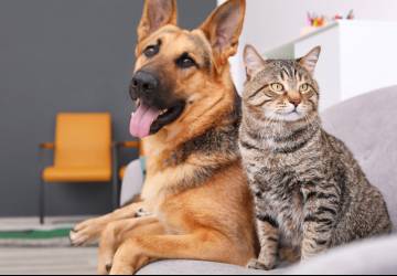 Cães e gatos terão identidade nacional a partir de 2025