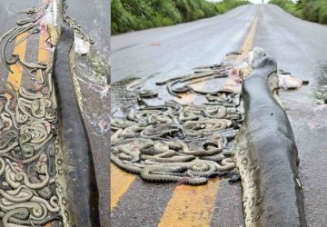 Sucuri grávida aparece morta em rodovia e inúmeros filhotes ficam espalhados pela pista