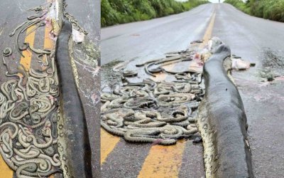 Sucuri grávida aparece morta em rodovia e inúmeros filhotes ficam espalhados pela pista